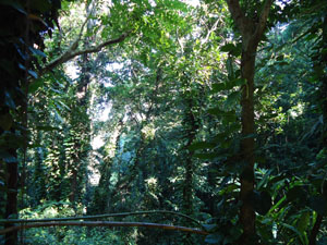 UdawattaKele beautiful nature view